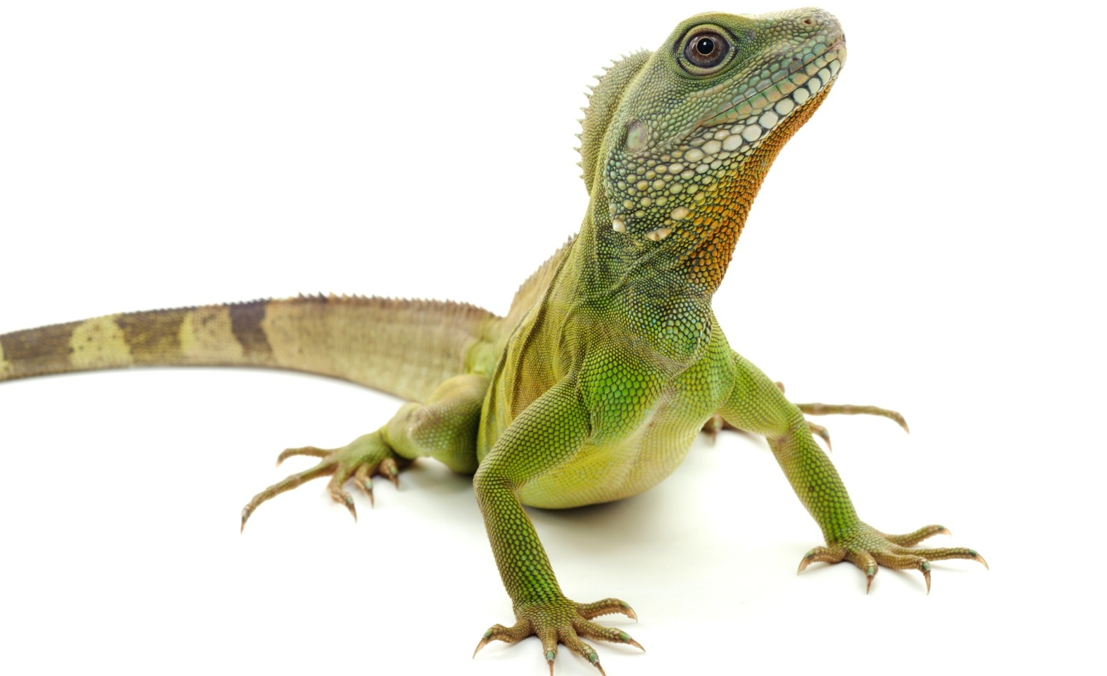 Cada 21 de octubre se conmemora el Día de Concienciación de los Reptiles, con el fin de promover la protección de este 
grupo de animales en su hábitat natural. (Foto Prensa Libre, Shutterstock)