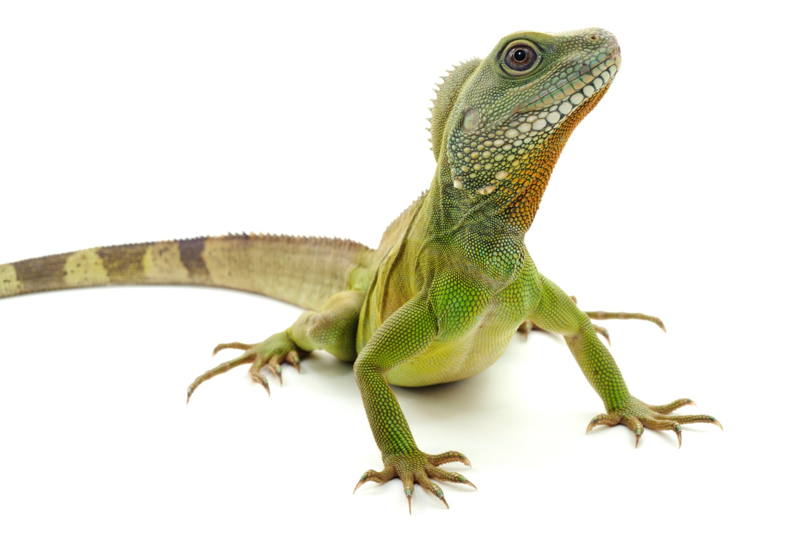 Cuidados adecuados de reptiles como mascotas