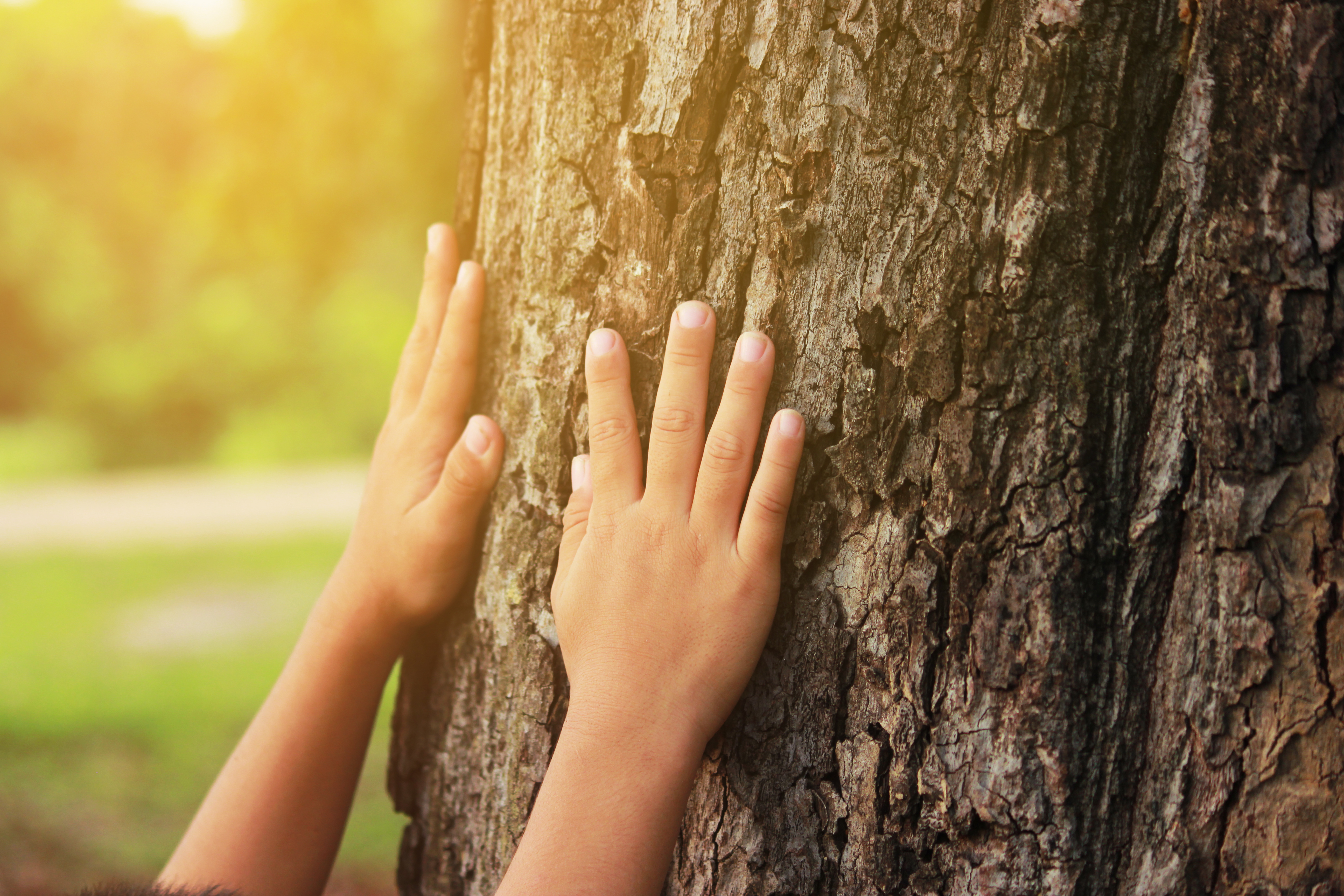 Qué podemos aprender sobre nuestra relación con los árboles