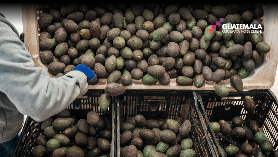 El aguacate cultivado en Guatemala es uno de los productos que más podibilidades tiene de explorar nuevos mercados importantes en temas de exportación. (Foto Prensa Libre: Freepik)