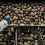 El aguacate cultivado en Guatemala es uno de los productos que más podibilidades tiene de explorar nuevos mercados importantes en temas de exportación. (Foto Prensa Libre: Freepik)