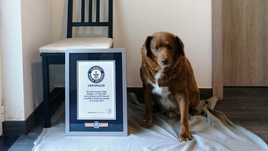 Bobi, el perro más viejo del mundo, murió a los 31 años. (Foto Prensa Libre: EFE/ Guinness World Records)
