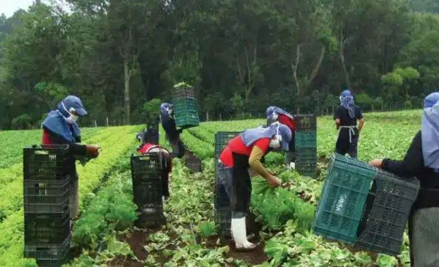 Migrantes guatemaltecos en cualquier parte del mundo podrán pagar IGSS para ellos y sus familias, anuncia Giammattei