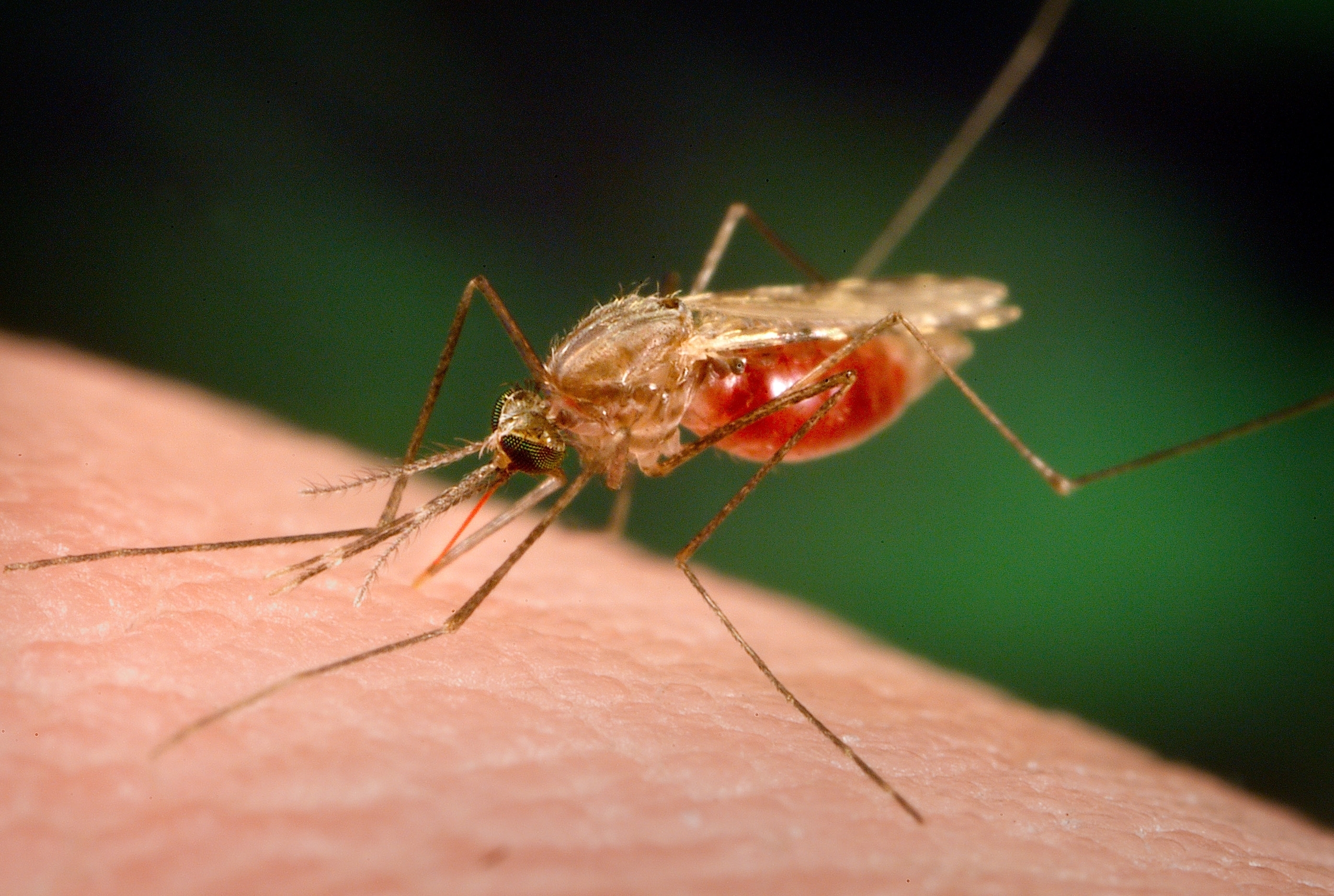 El mosquito del género
Anopheles es el que transmite la malaria. (Foto Prensa Libre: Hemeroteca PL)