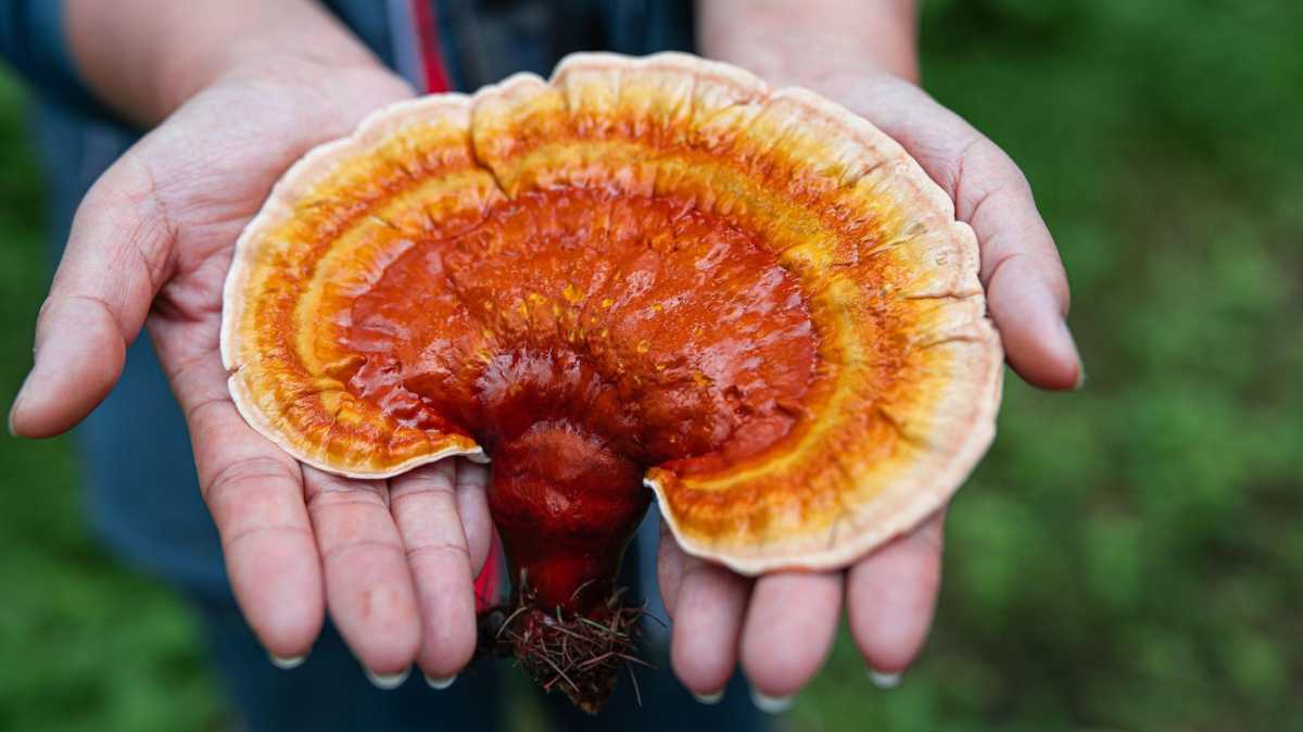 Se dice que el hongo reishi (Ganoderma lucidum) tiene "una variedad de beneficios" para la salud. (GETTY IMAGES)
