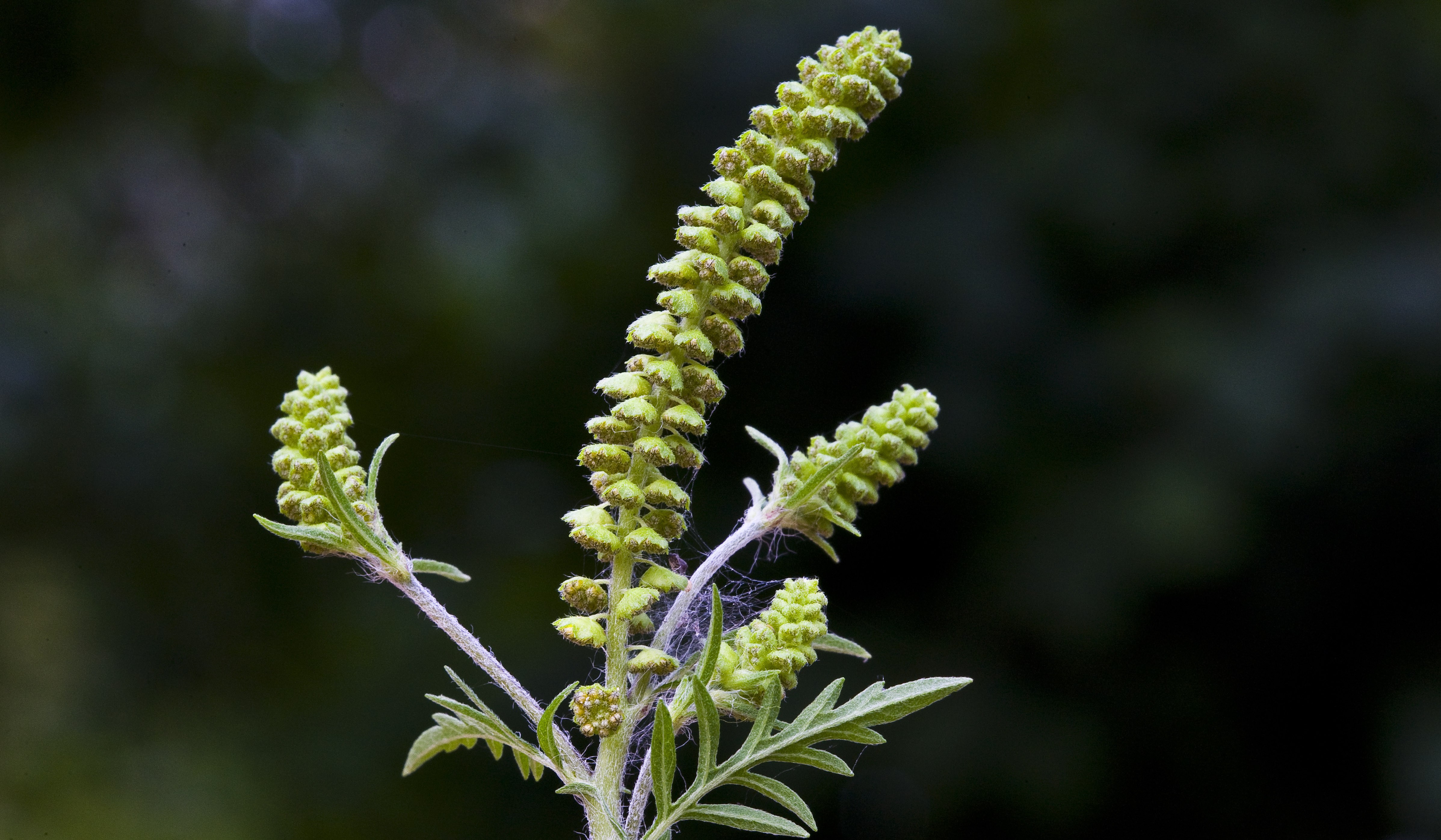 la-ambros-a-una-planta-peligrosa-para-quienes-sufren-alergias