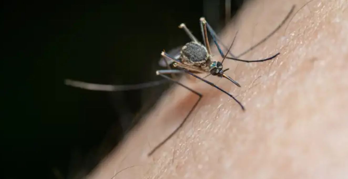 Los mosquitos que transmiten el dengue se reproduce principalmente por la acumulación de agua en recipientes, por lo que se debe vitar la acumulación de agua en casa. (Foto Prensa Libre: Jimmy Chan en pexels.com).