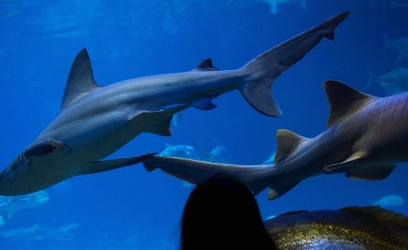 SeaWorld de Orlando abre sus puertas para vivir en familia el cuidado de mamíferos marinos