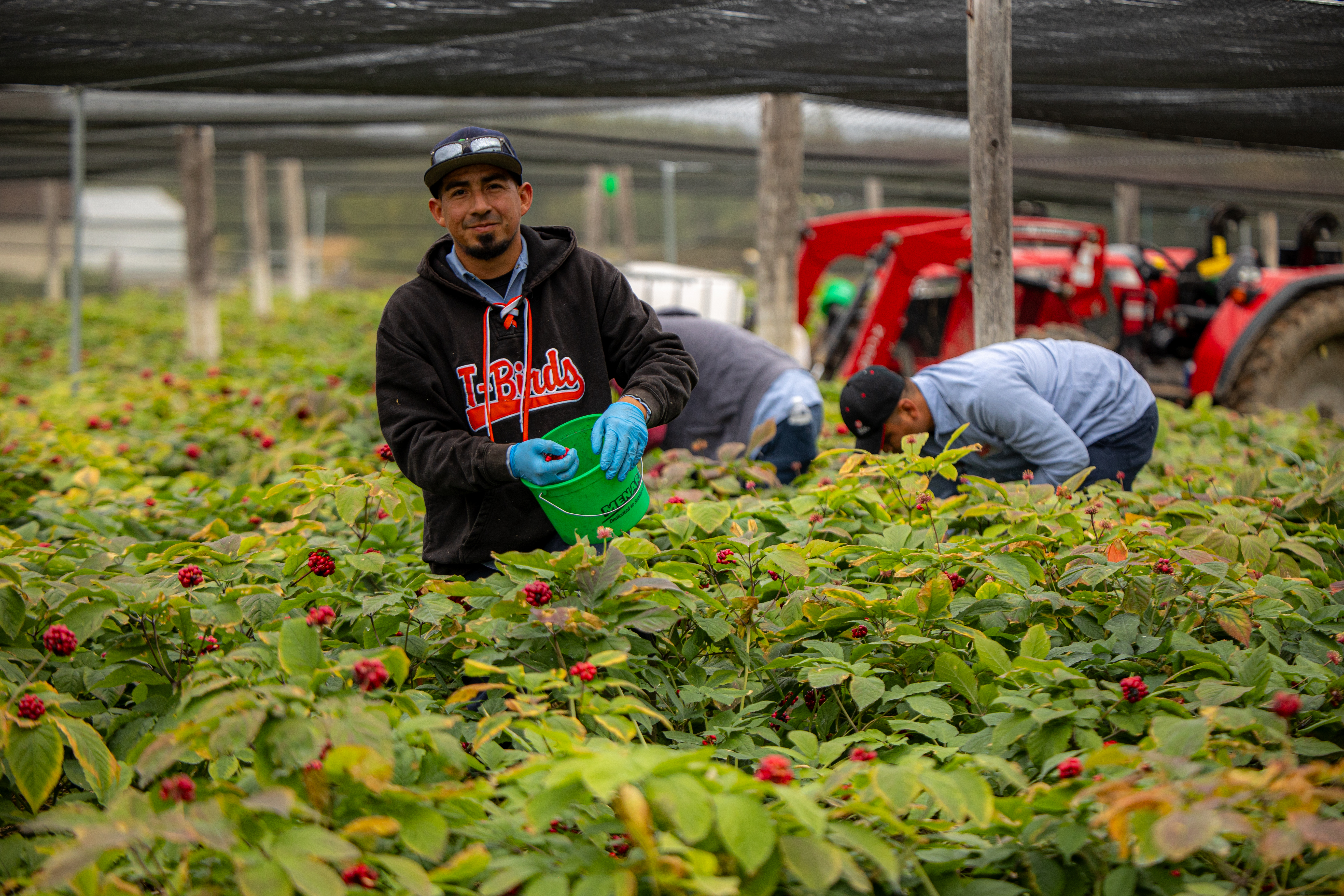 Un trabajador salvadoreño beneficiado con una visa H-2A, en la empresa agrícola Baumann Farms, en el estado de Wisconsin. (Foto Prensa Libre: Cortesía Embajada de EE. UU. en El Salvador)