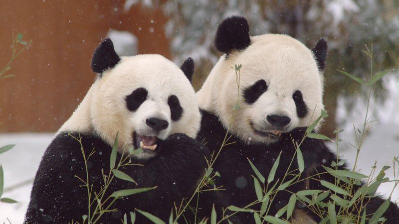 Mei Xiang y Tian Tian llegaron al Zoológico de Washington en 2000 con un préstamo inicial a 10 años que ha sido renovado más de una vez. (Foto Prensa Libre: BBC News Mundo) 