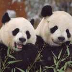 Mei Xiang y Tian Tian llegaron al Zoológico de Washington en 2000 con un préstamo inicial a 10 años que ha sido renovado más de una vez. (Foto Prensa Libre: BBC News Mundo) 