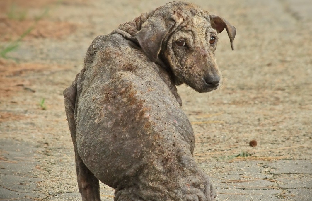 La sarna es la principal enfermedad que padecen los perros callejeros, que pone en riesgo su vida. (Foto Prensa Libre, Shutterstock)