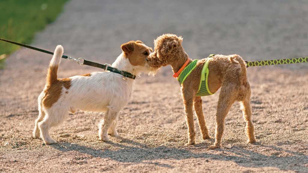 Beneficios del deporte para perros en un parque canino