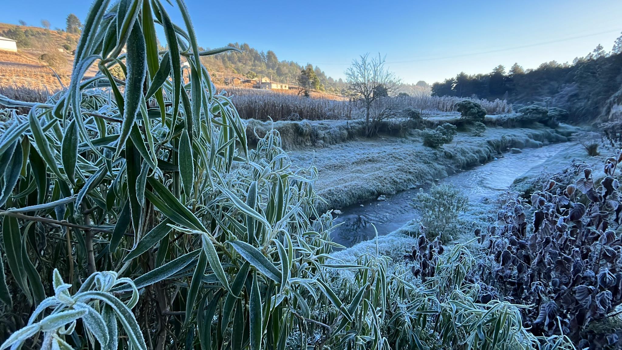 Regiones del Altiplano Guatemaltecos han sido afectadas por las bajas temperaturas. (Foto Prensa Libre: Mynor Toc)