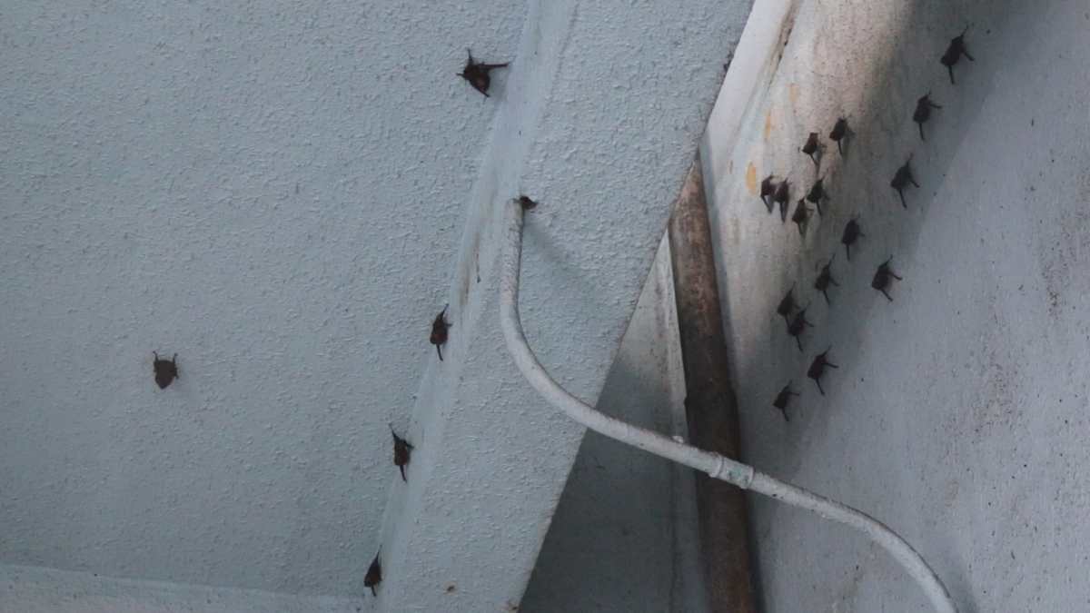 Murciélagos en el Hospital de Escuintla