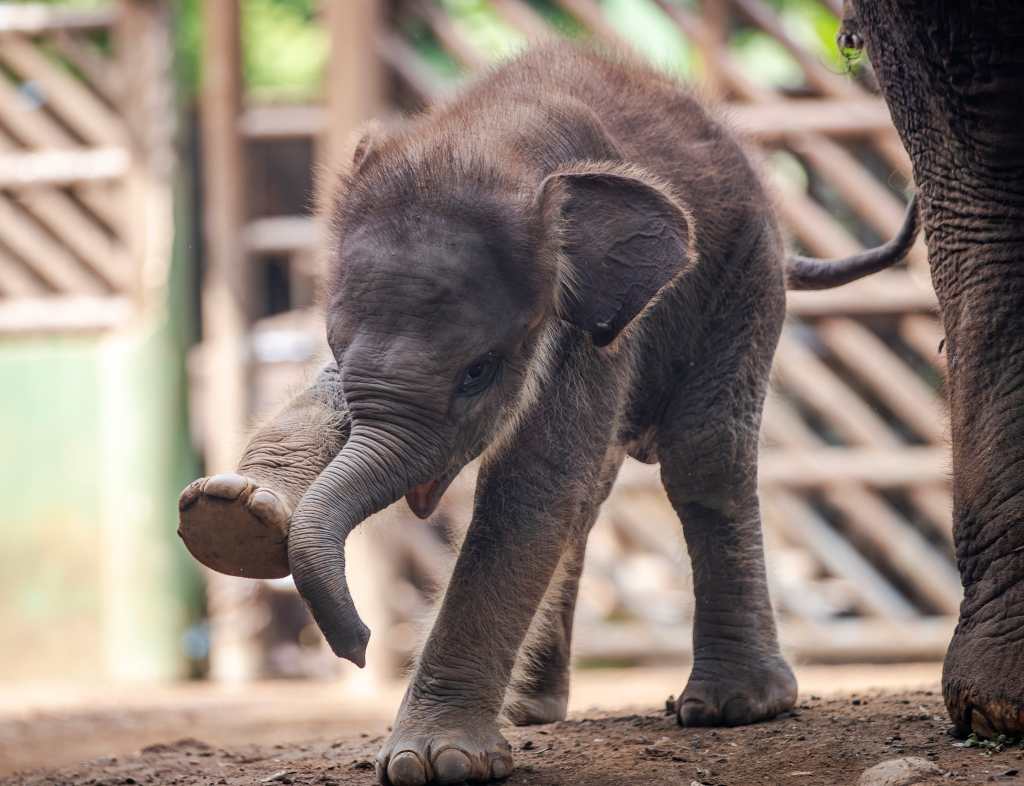 Bali Zoo da la bienvenida a un nuevo residente: el elefante Kama