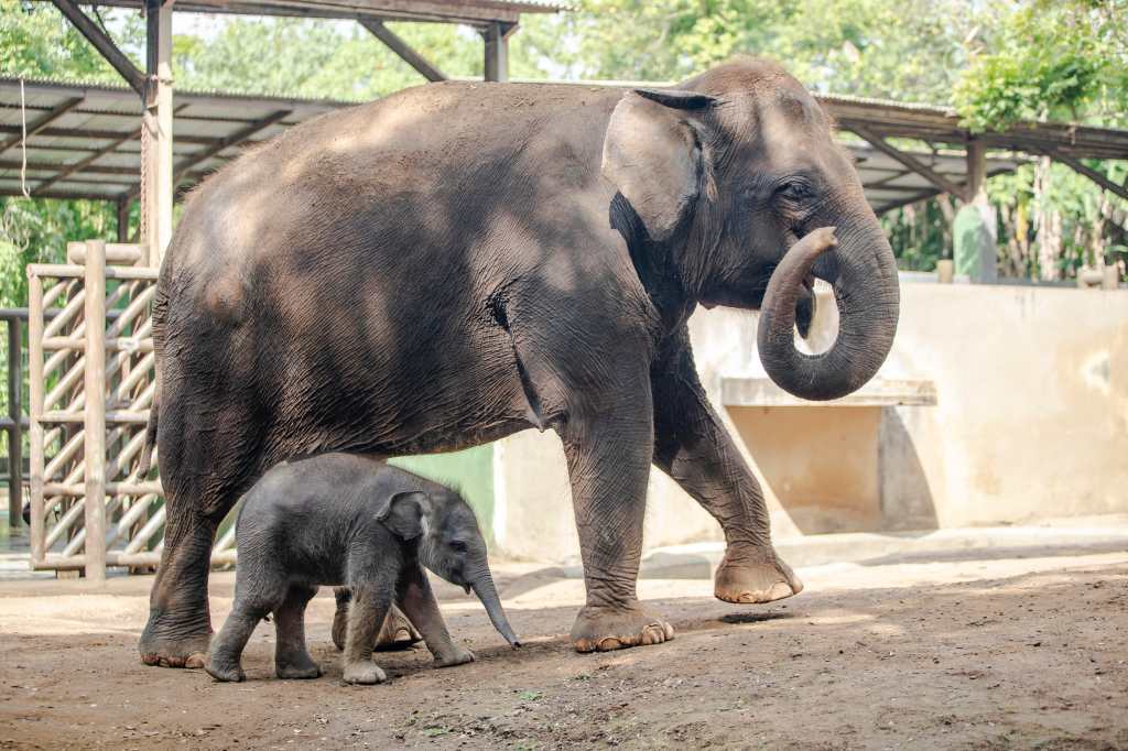Bali Zoo da la bienvenida a un nuevo residente: el elefante Kama