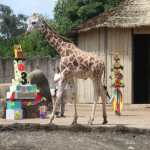 Foto Jirafa del zoológico La Aurora