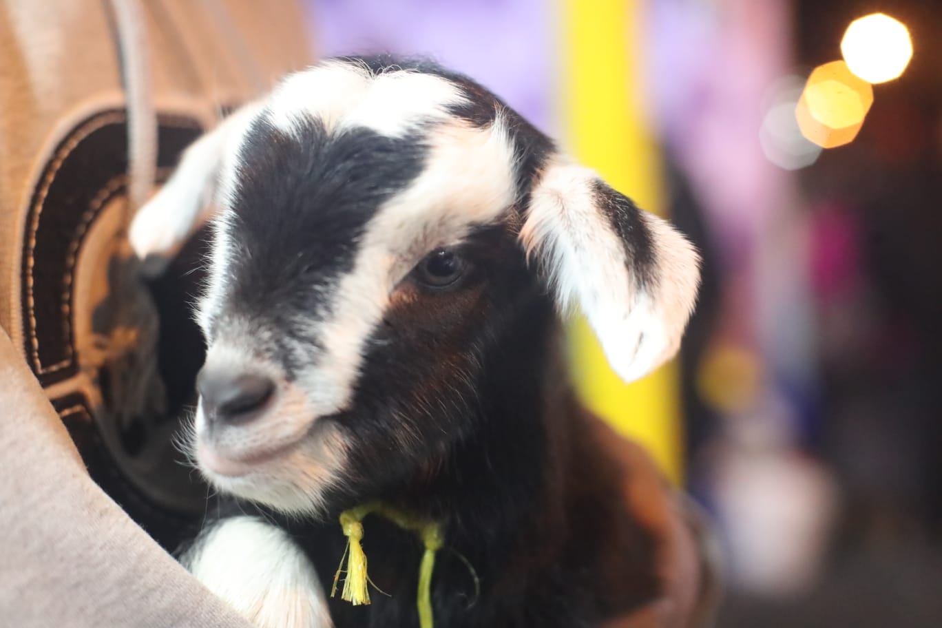 Fotografías con animalitos'