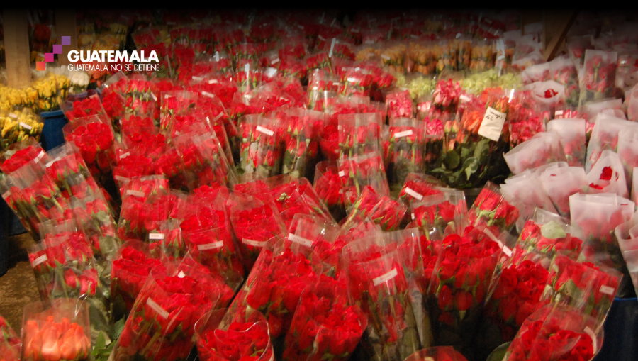 Con el trabajo ágil de la autoridades entrantes, Guatemala podría triplicar sus ventas de flores de $100 millones anuales. (Foto Prensa Libre: Cortesía Agexport)