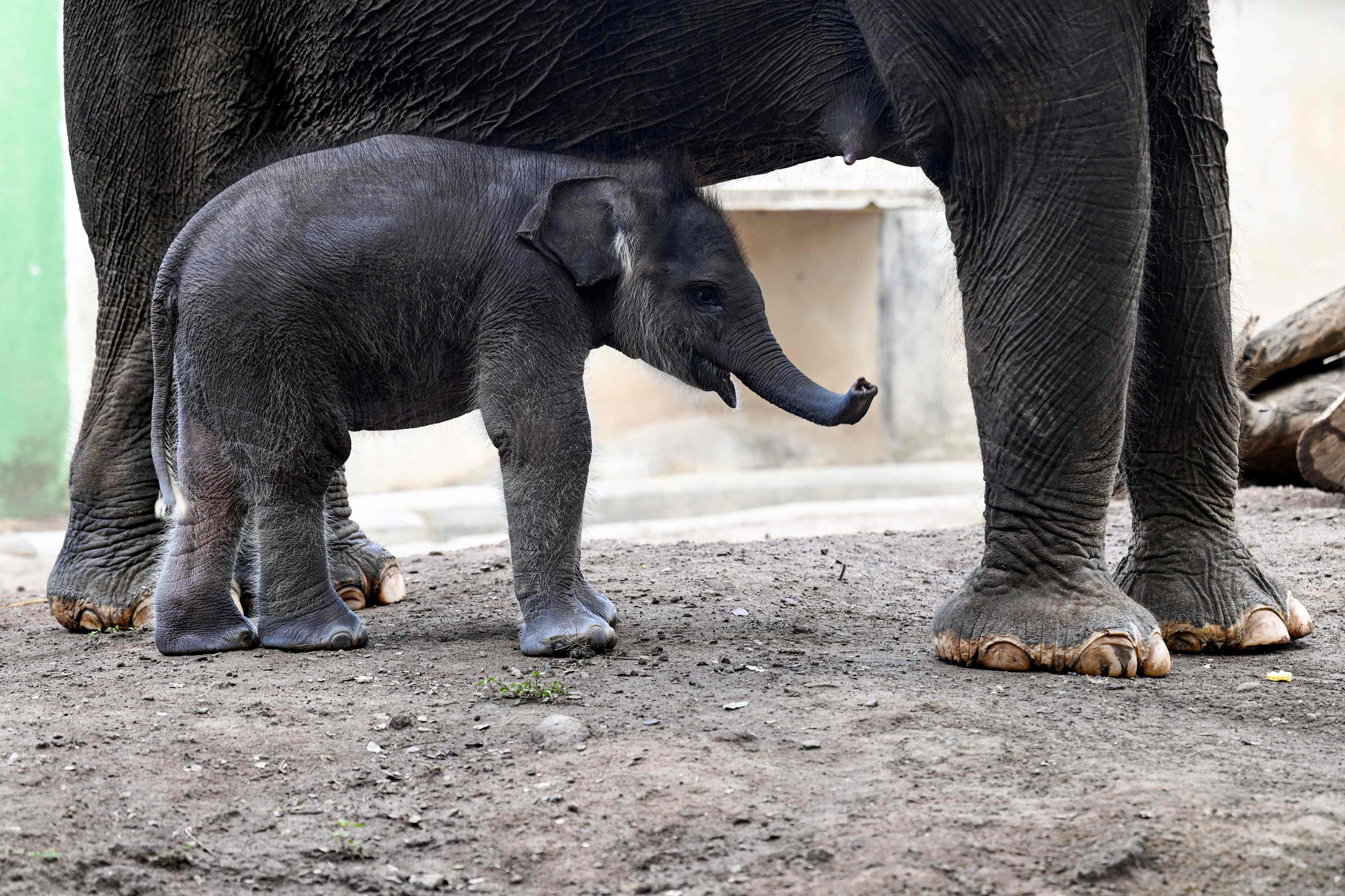Kama es el nuevo integrante del Zoológico de Bali en Indonesia. (Foto Prensa Libre: EFE) 