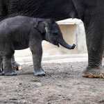 Kama es el nuevo integrante del Zoológico de Bali en Indonesia. (Foto Prensa Libre: EFE) 