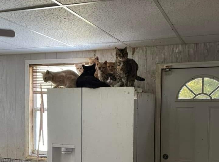 En la casa se encontraron más de 300 animales, entre ellos 142 gatos. (Foto Prensa Libre: Facebook / Alguacil de la policía del Condado de Polk)