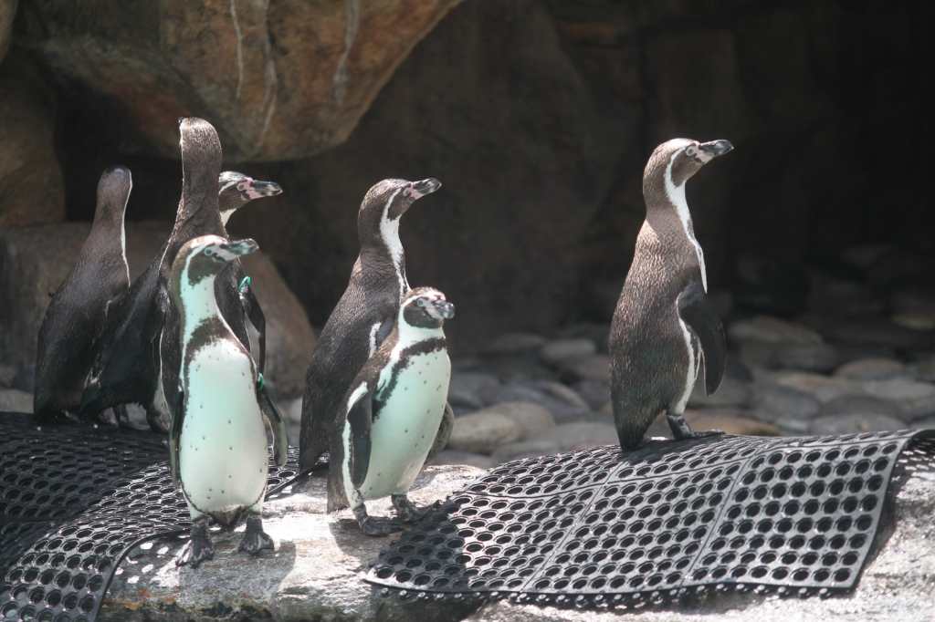Pingüinos zoológico La Aurora