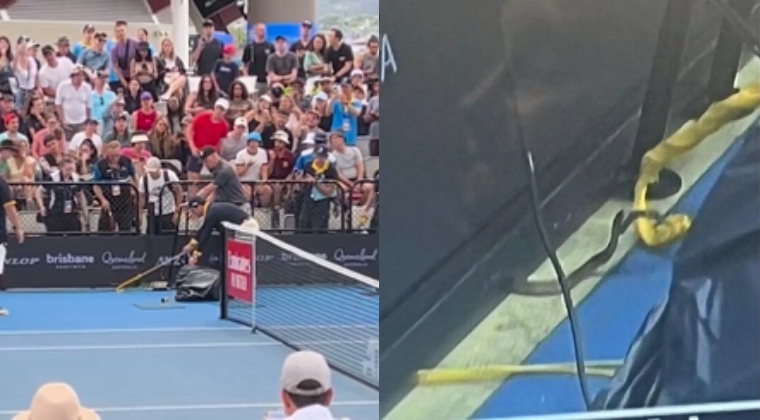 Una serpiente interrumpió un partido de la ATP en Australia