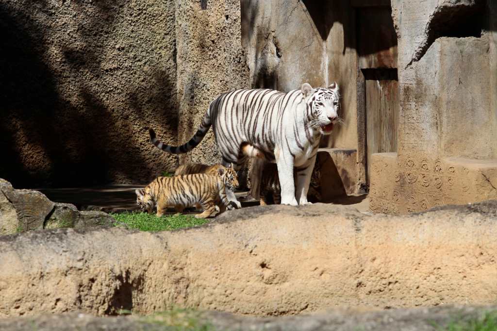 Tigres de bengala Zoológico La Aurora