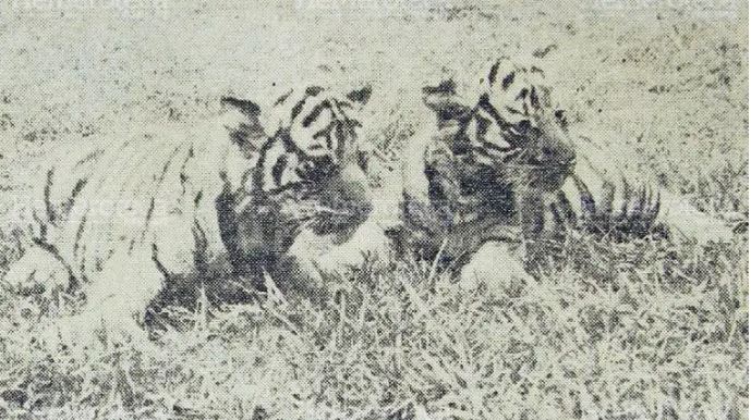 Tigres bengala en el zoológico La Aurora