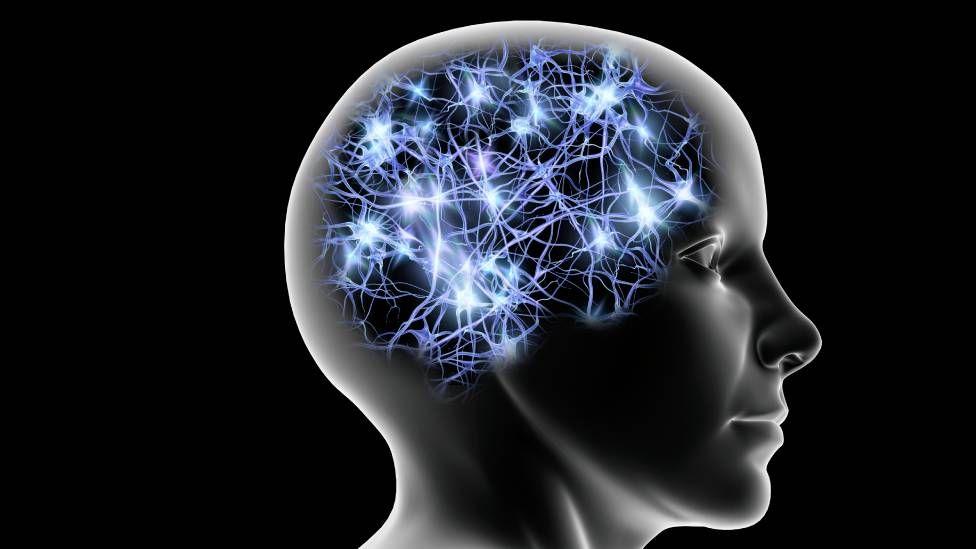 Nuevas investigaciones en genética y neurociencia indican que el tamaño del cerebro está lejos de ser el único factor que determina la inteligencia.