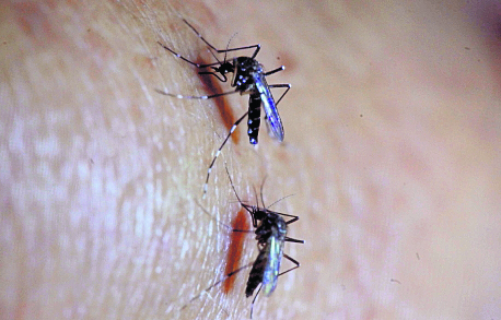Los casos de dengue en Guatemala suman mÃ¡s de 64 mil. (Foto Prensa Libre: Hemeroteca)