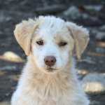 Cómo entrenar a los perros para reducir su temor a los fuegos artificiales. Expertos responden en este artículo.