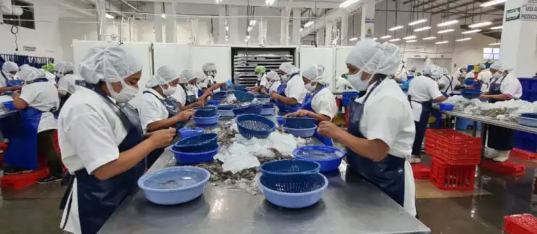 Se conformarán mesas técnicas para analizar la situación de importaciones de camarones de Guatemala a México, indicaron autoridades. (Foto, Prensa Libre: Hemeroteca PL).