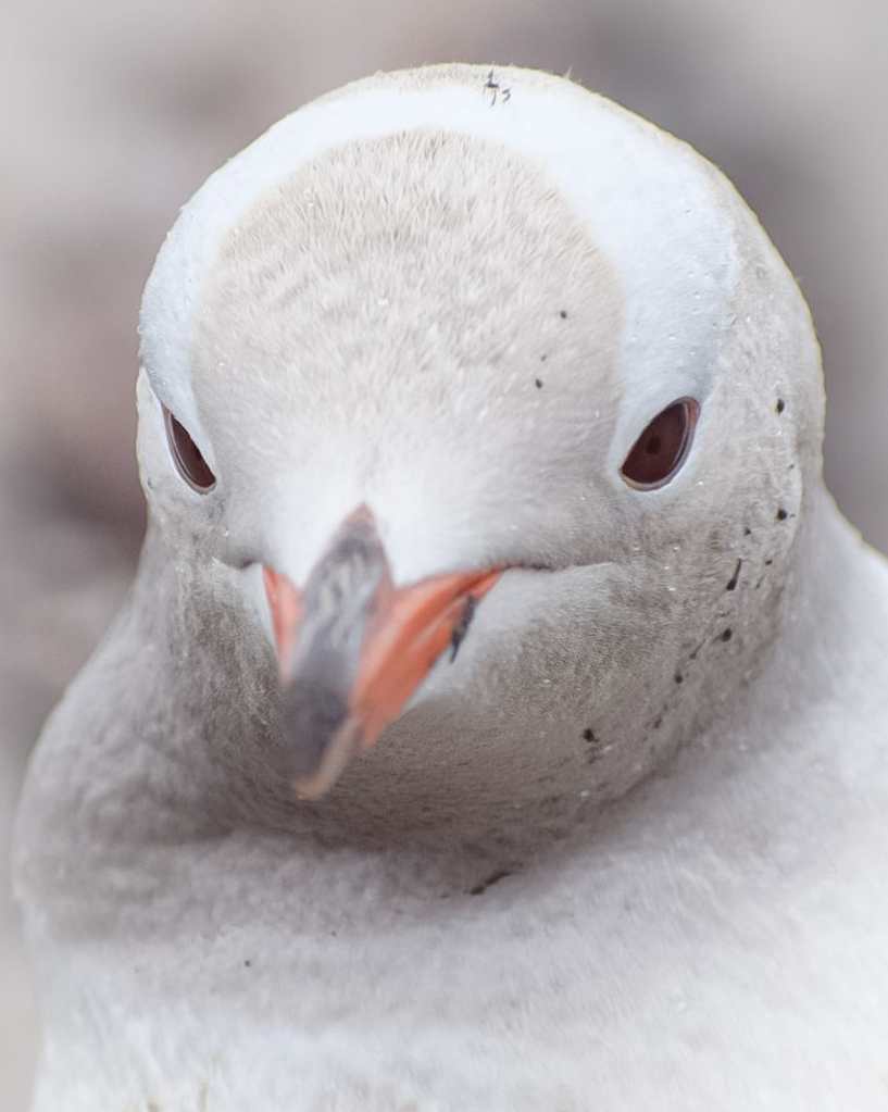 Pingüino blanco encontrado en la Antártida 