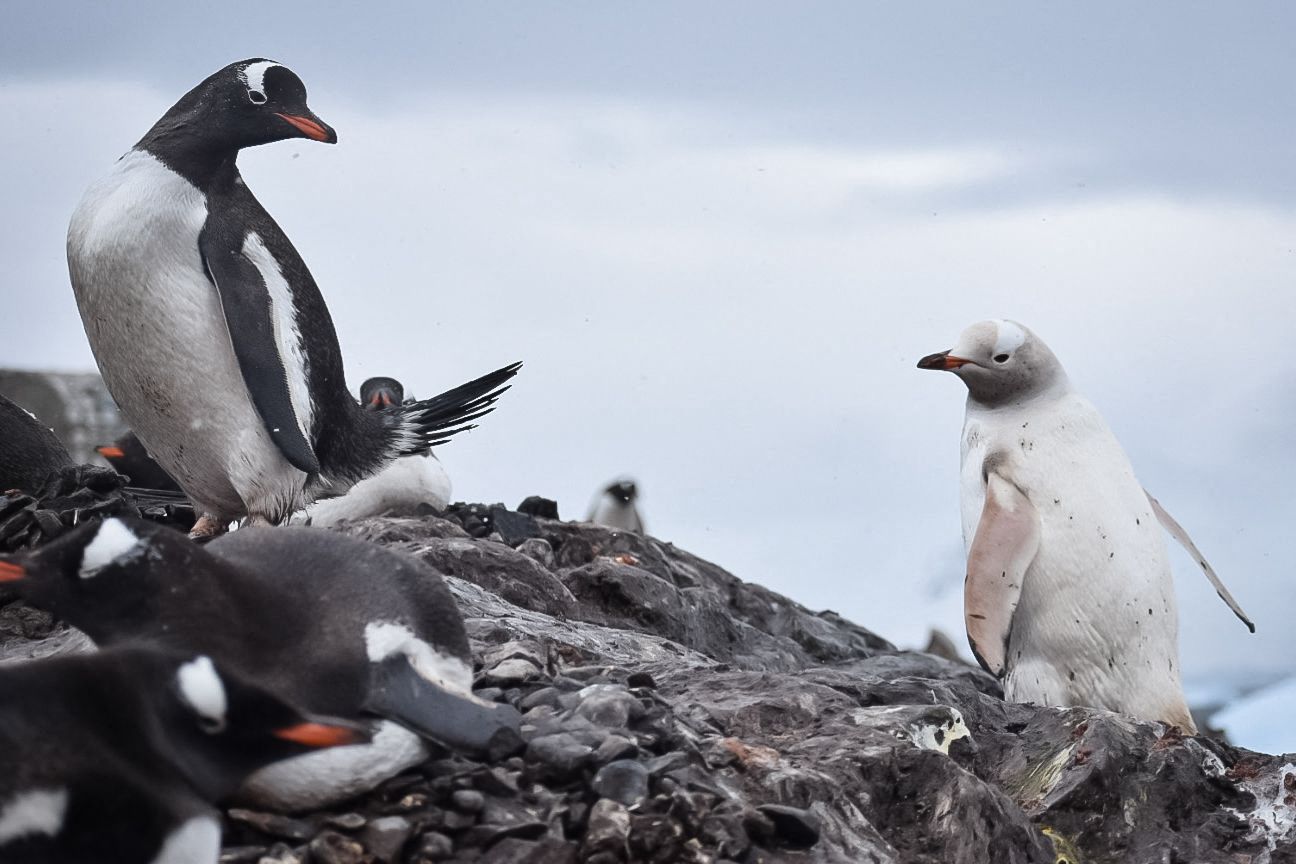 Pingüino blanco descubierto en la Antártida
