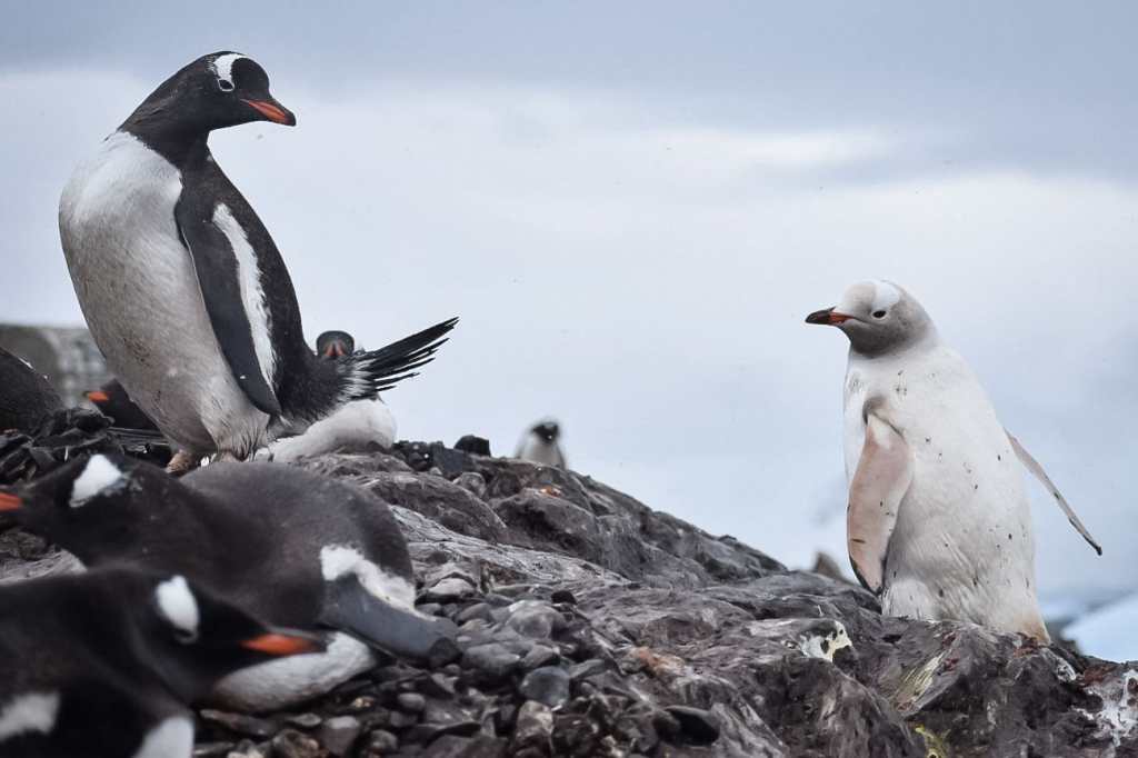 Pingüino blanco encontrado en la Antártida
