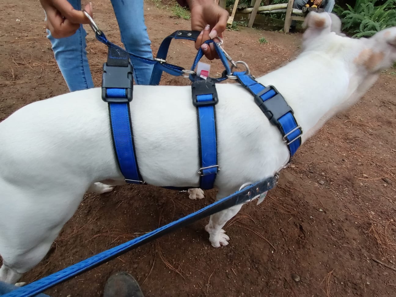 Invento guatemalteco: arnés "antitirón" facilita el paseo de perros
