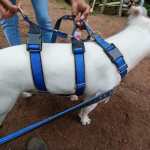 Invento guatemalteco: arnés "antitirón" facilita el paseo de perros
