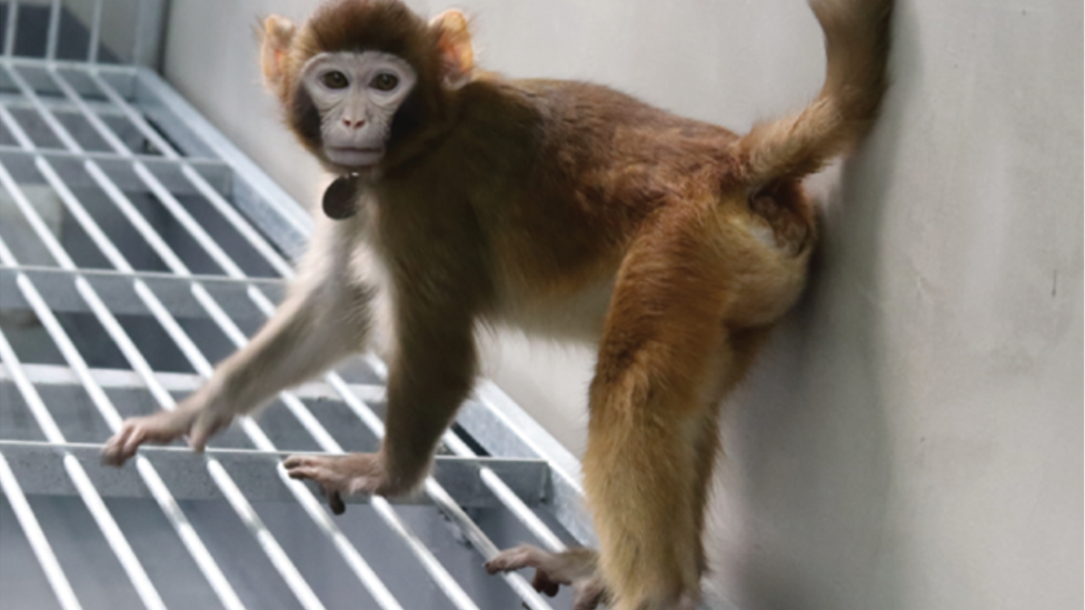 ¿Será ReTro el pionero de una nueva generación de monos clonados para la experimentación científica? 