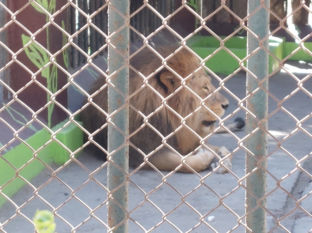león simba zoológico minerva quetzaltenango