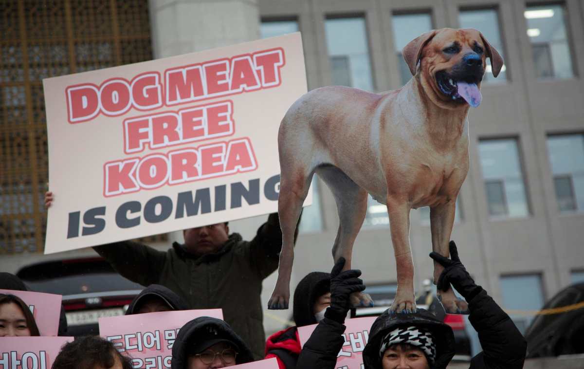 El consumo de perro: una práctica vigente en algunos países asiáticos como China y Vietnam