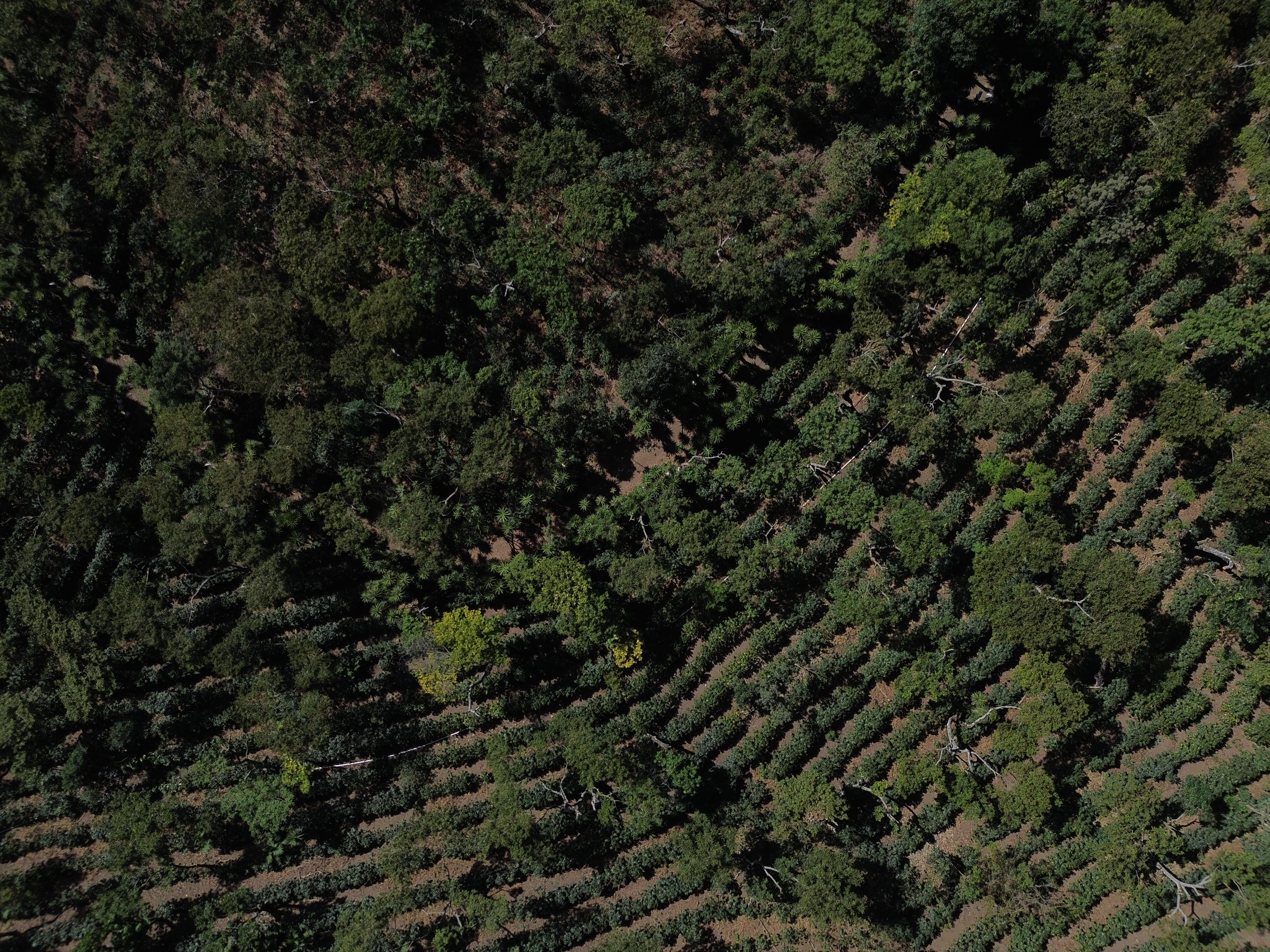 Imagen aérea de los cultivos de café, las características del suelo guatemalteco son óptimas para cultivar café de gran calidad. (Foto Prensa Libre: Carlos Hernández) 