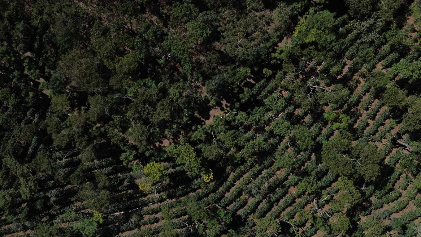 Imagen aérea de los cultivos de café, las características del suelo guatemalteco son óptimas para cultivar café de gran calidad.  (Foto Prensa Libre: Carlos Hernández) 