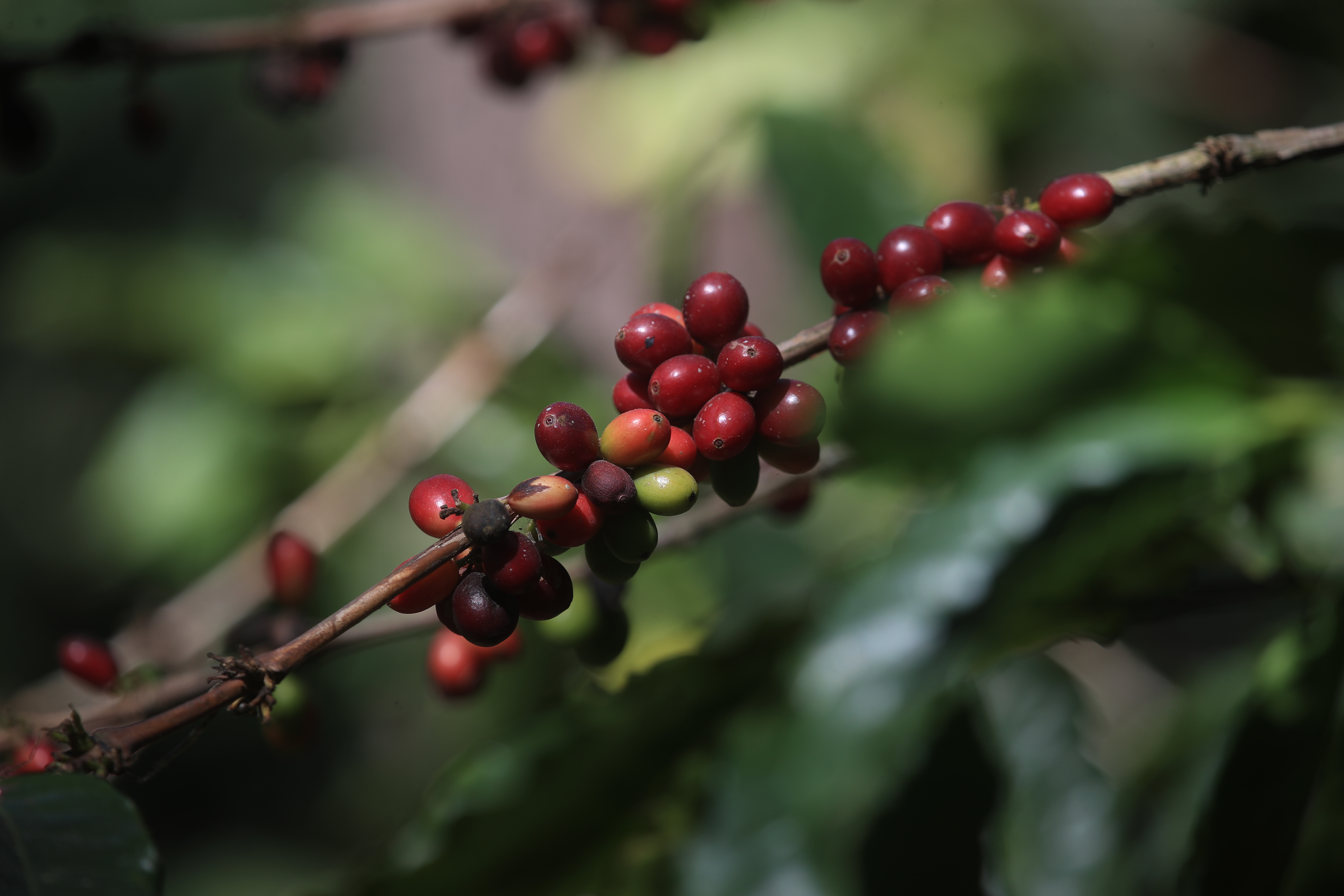 A mediados del siglo XVIII se comenzó a cultivar café en Guatemala. (Foto Prensa Libre: Carlos Hernández) 