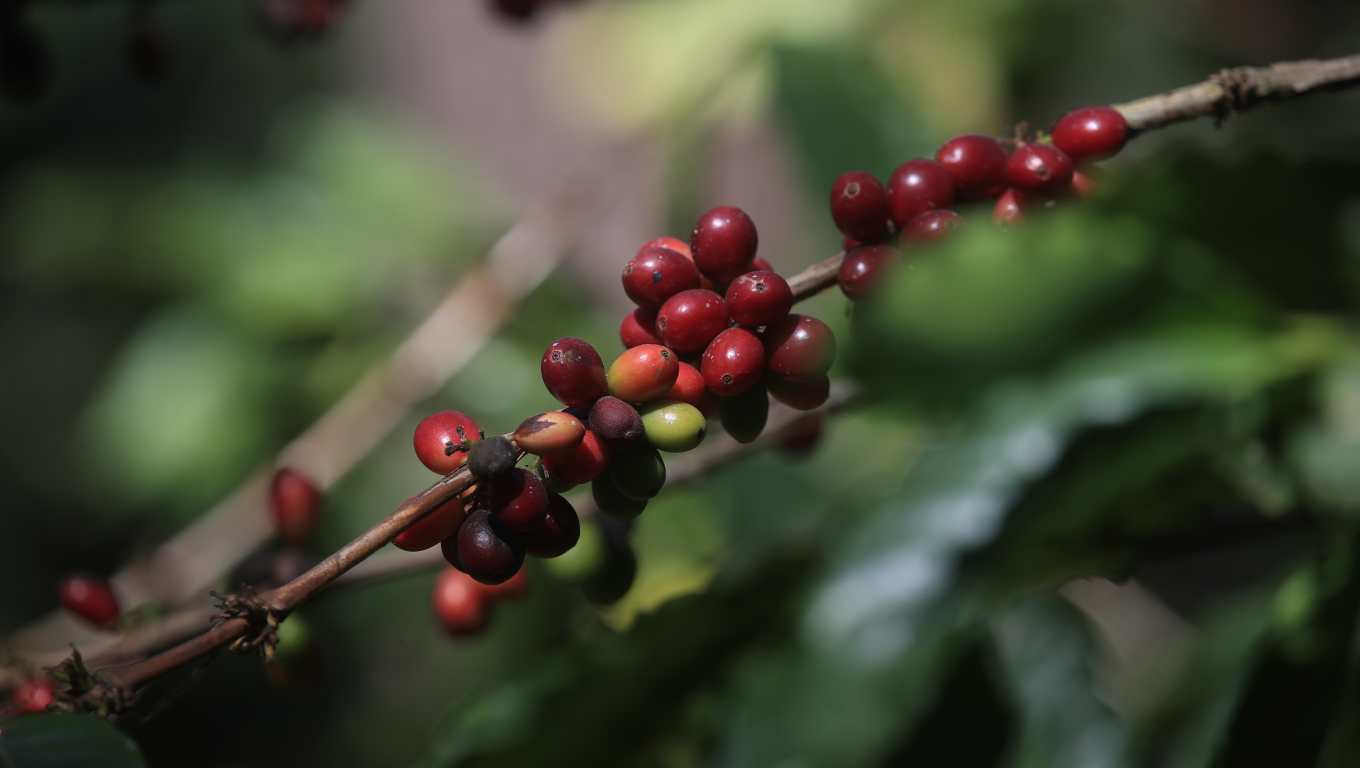 A mediados del siglo XVIII se comenzó a cultivar café en Guatemala. (Foto Prensa Libre: Carlos Hernández) 