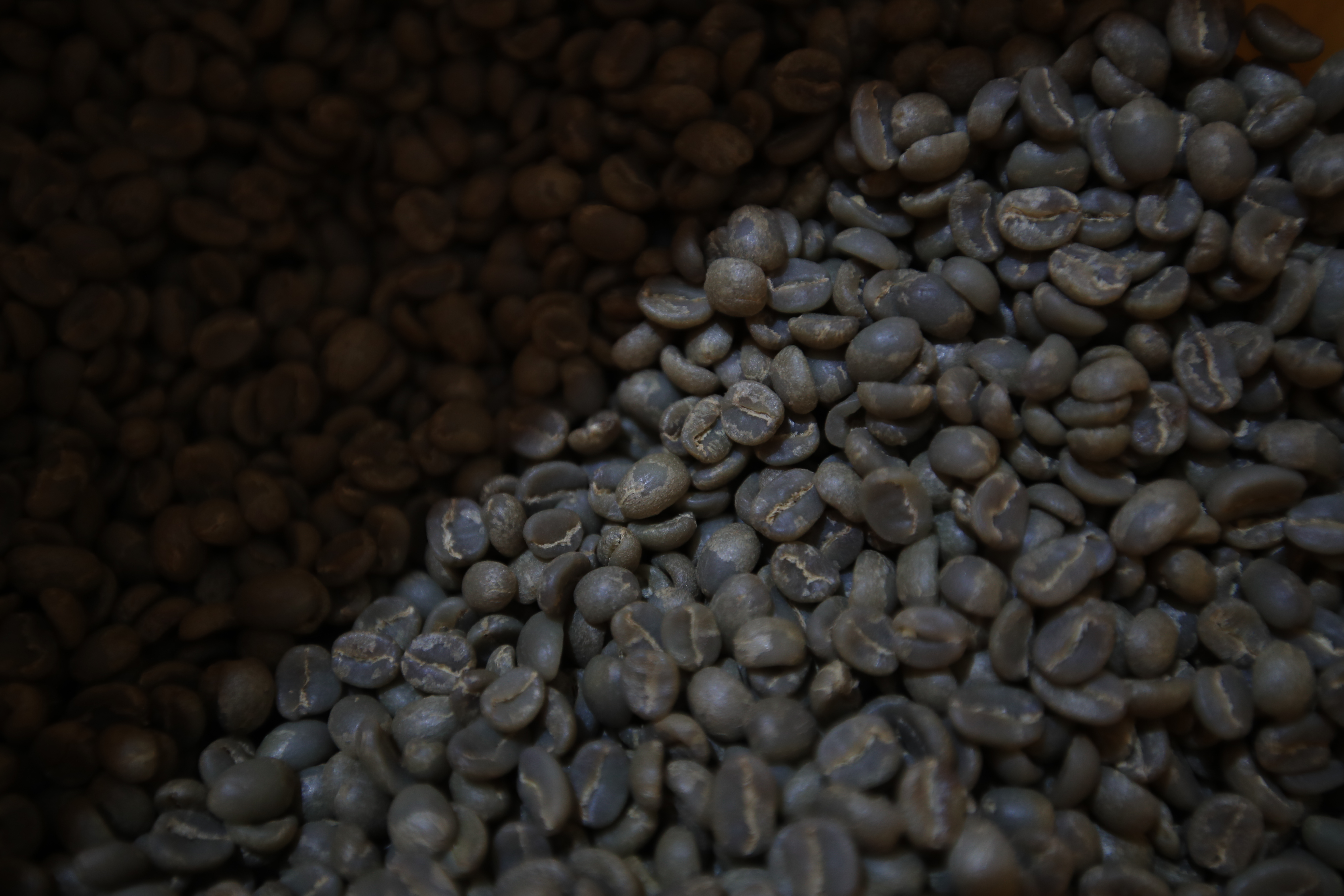 La semilla de café esconde un cúmulo de experiencias sabores y aromas que serán descubiertas después de sus principales métodos de procesamiento. (Foto Prensa Libre: Carlos Hernández) 