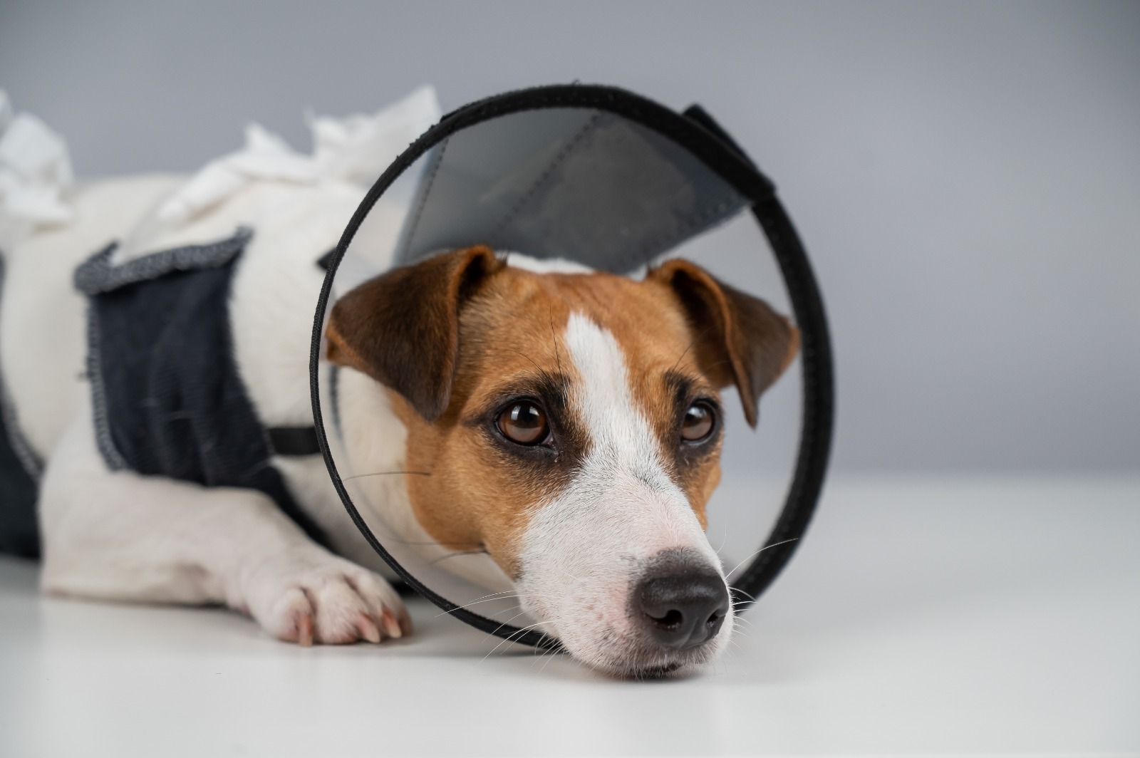 Cómo deben ser los cuidados de perros y gatos después de una cirugía