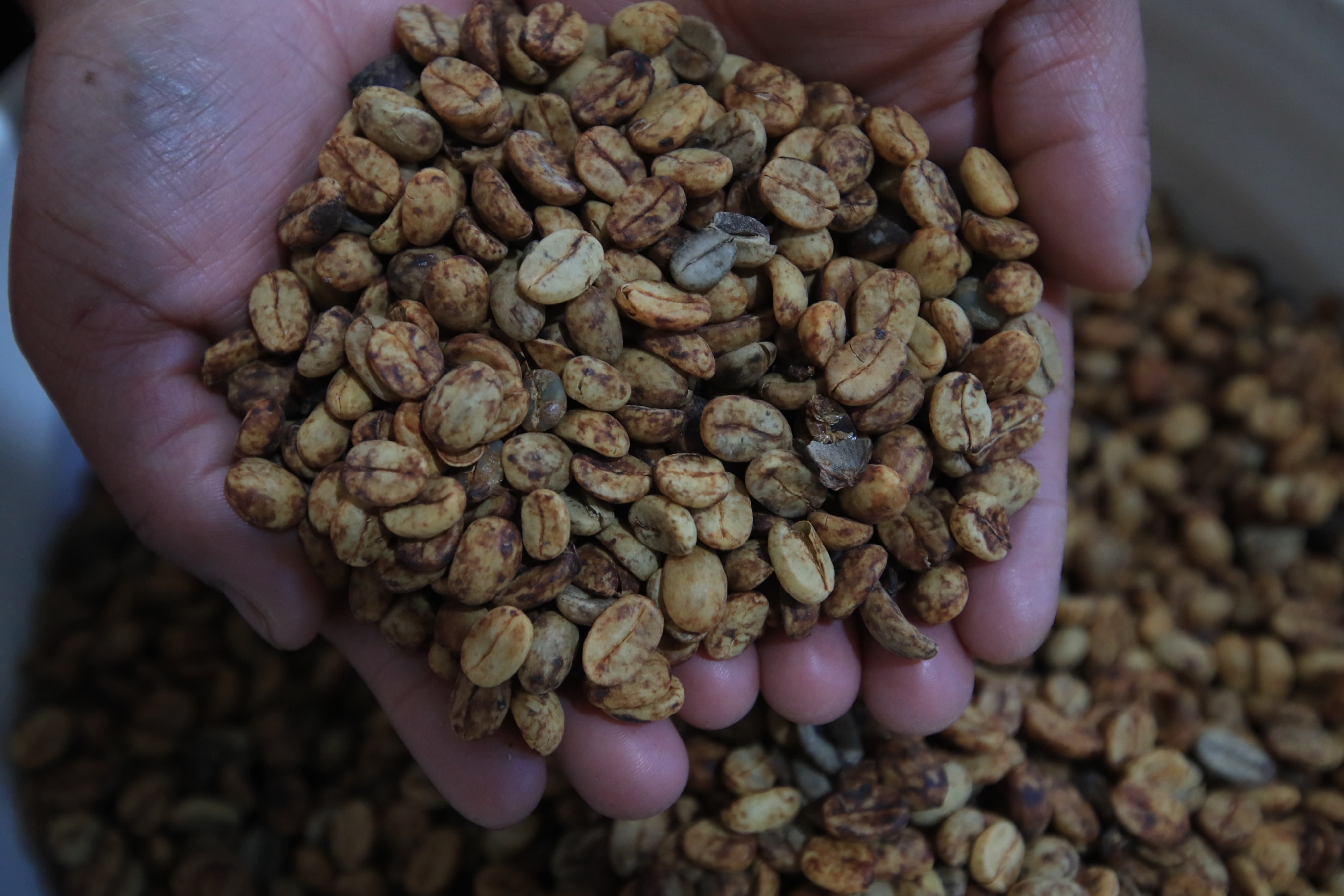 Durante el lavado de la semilla de café se pueden realizar distintos tipos de proceso como en este caso el proceso “Honey” que consta en no retirar el mucílago (parte pegajosa que rodea la fruta) previo a ser secado dando como resultado notas más dulces. (Foto Prensa Libre: Carlos Hernández) 